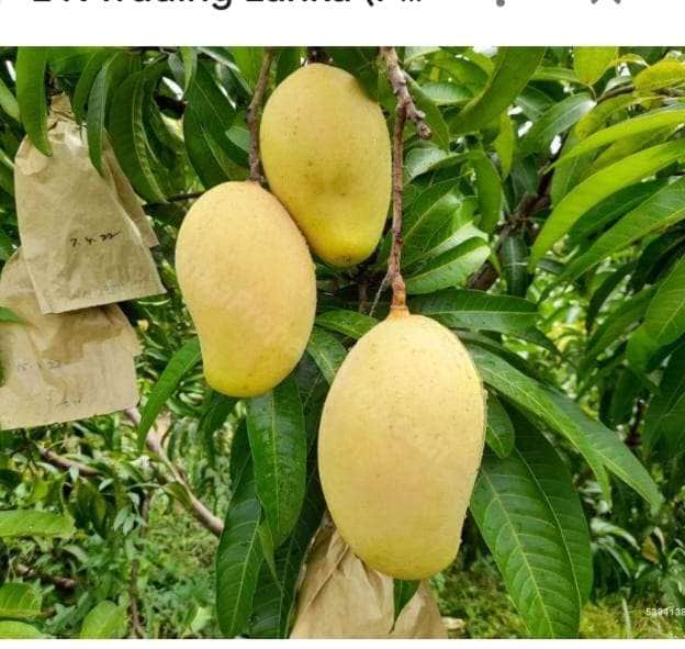 Thomedesi mangoes
