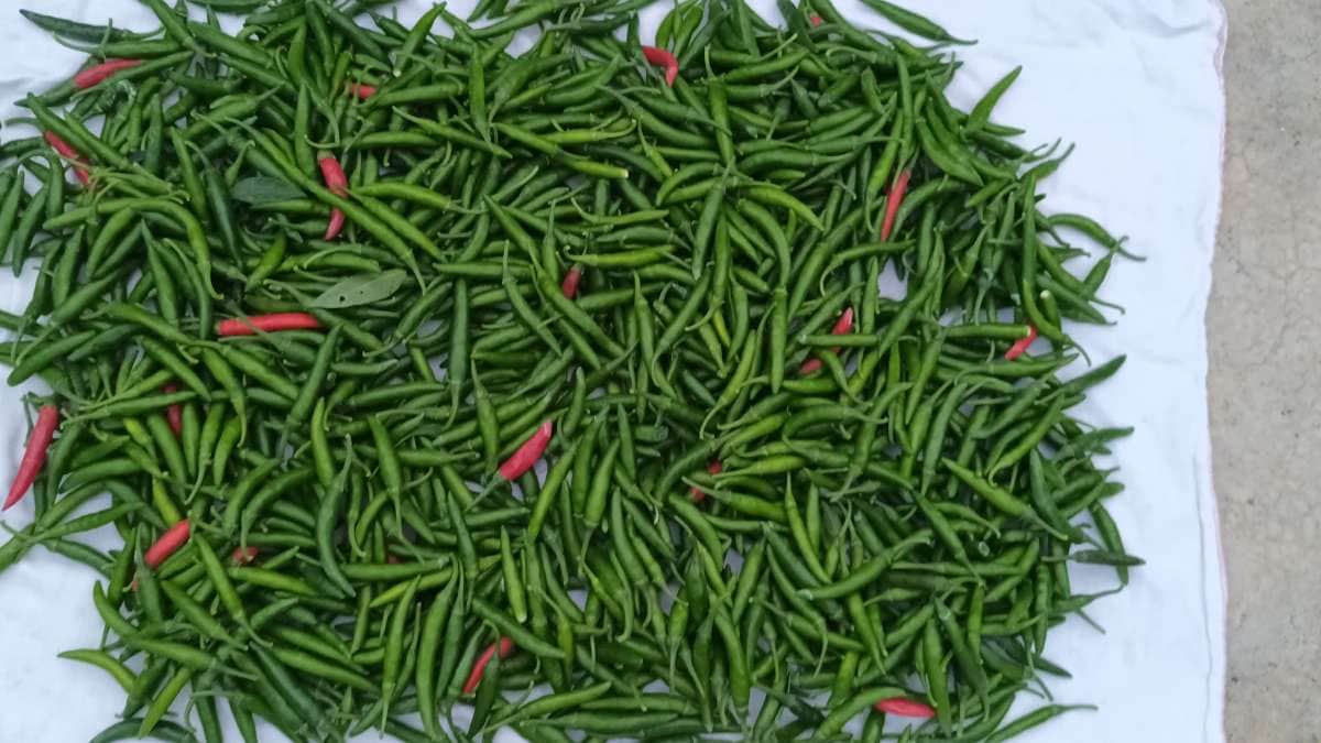 Green chilli