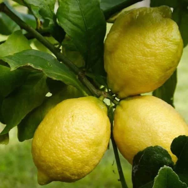 Lemon 🍋