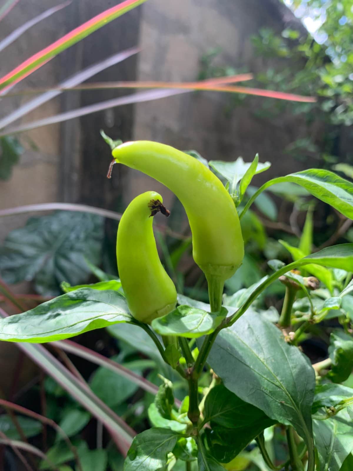 Yellow chilli pepper