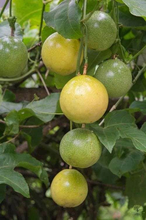 Passion fruits