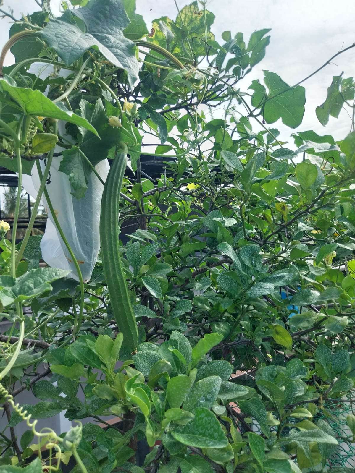 Vegetable
