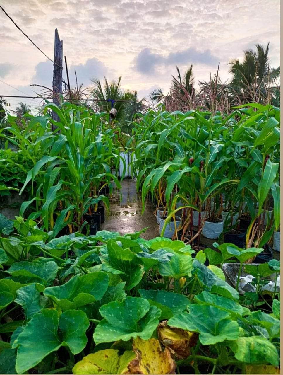 Corn