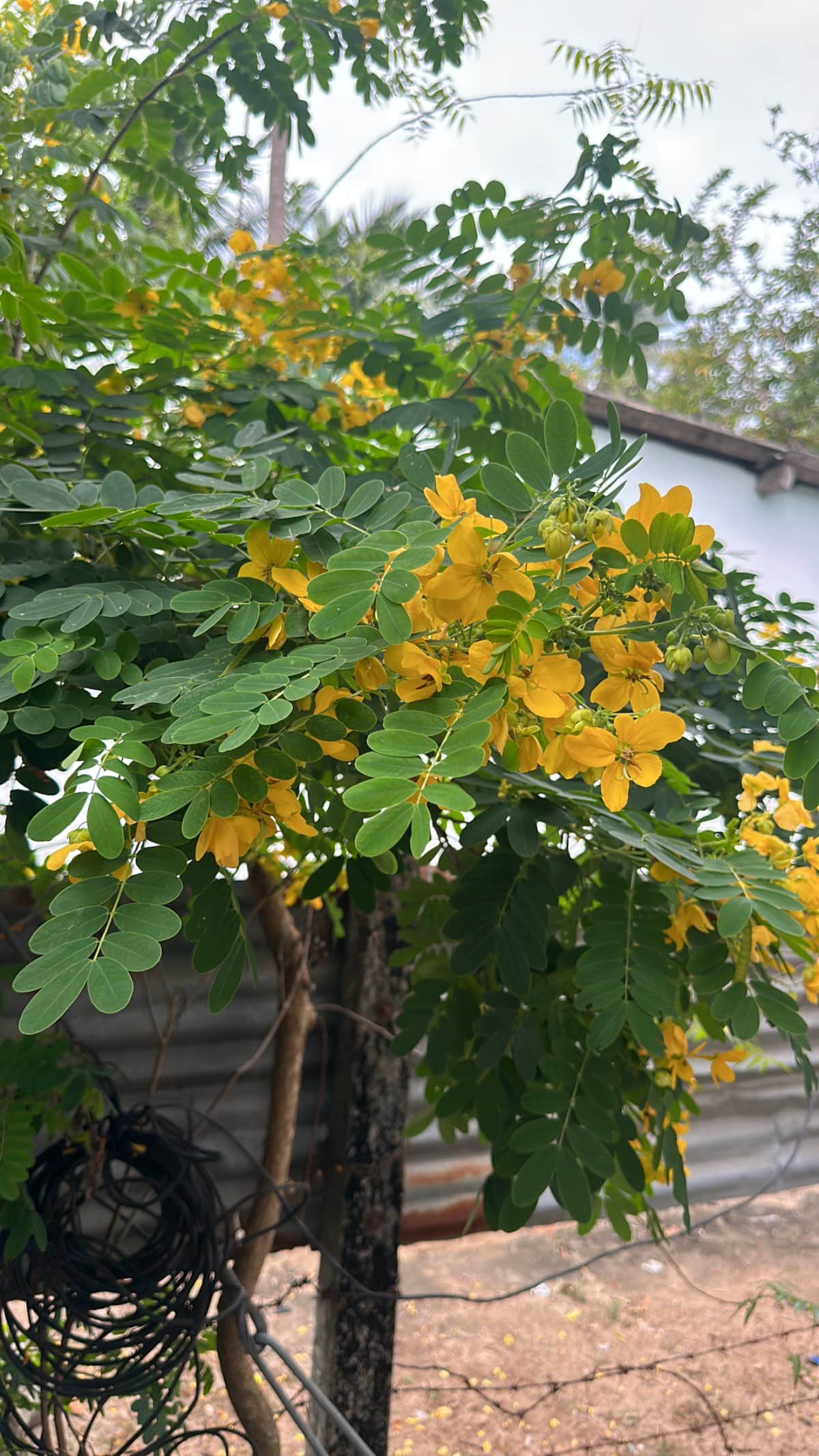 Avarampoor tree
