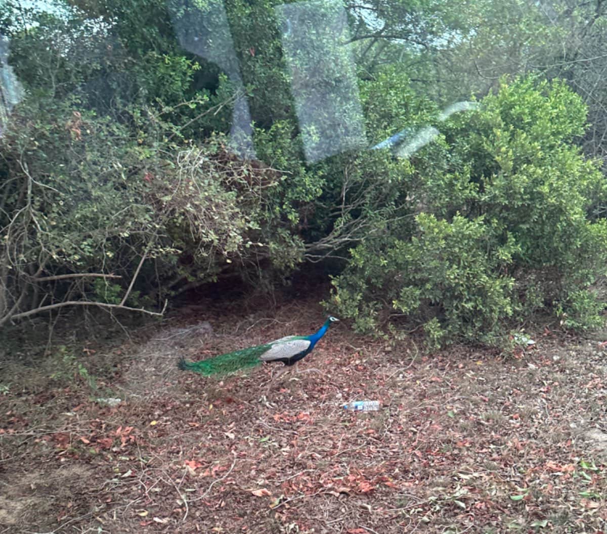 இயற்கையானவனத்தில் அழகிய மயில் Beautiful peacock in the natural forest