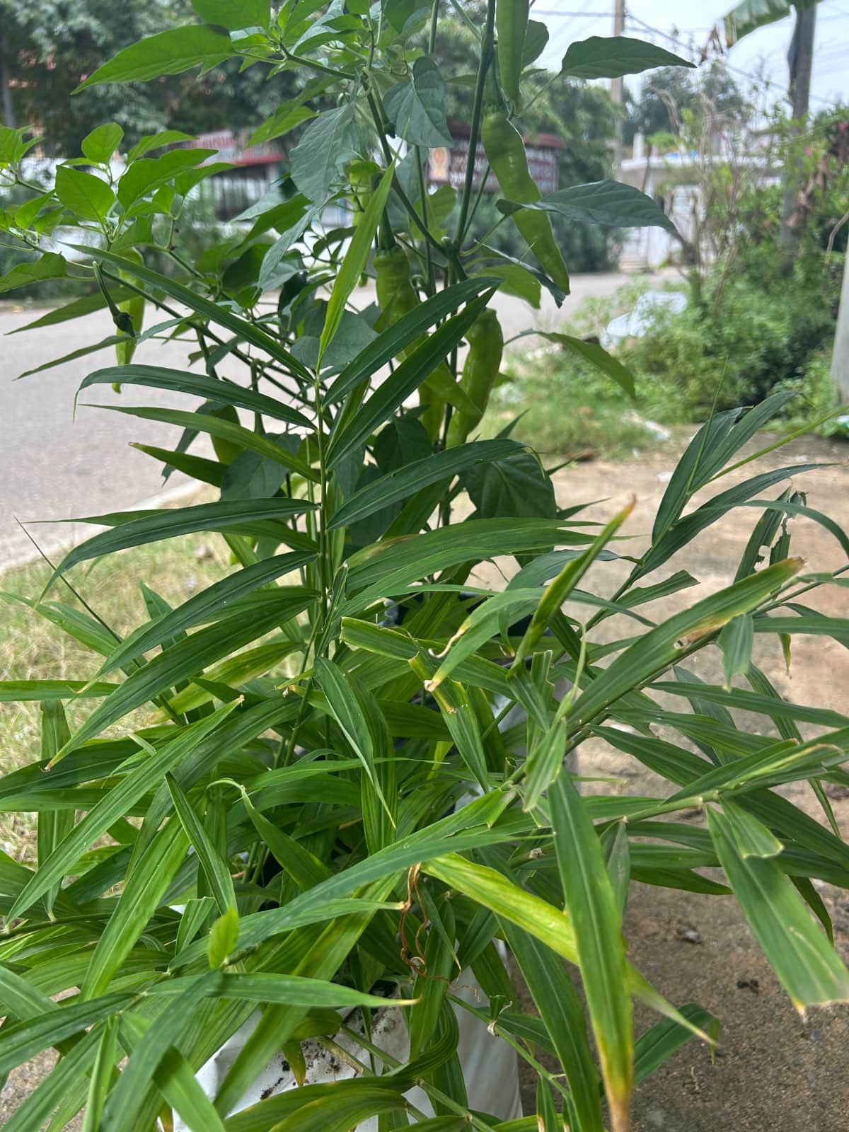 காணி விற்பனைக்கு call 0773070482