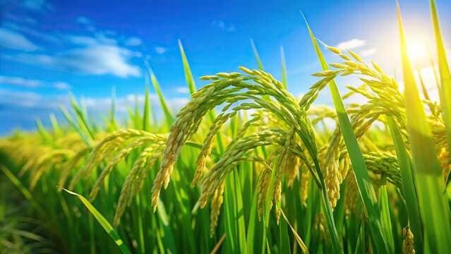 Rice Grain Available