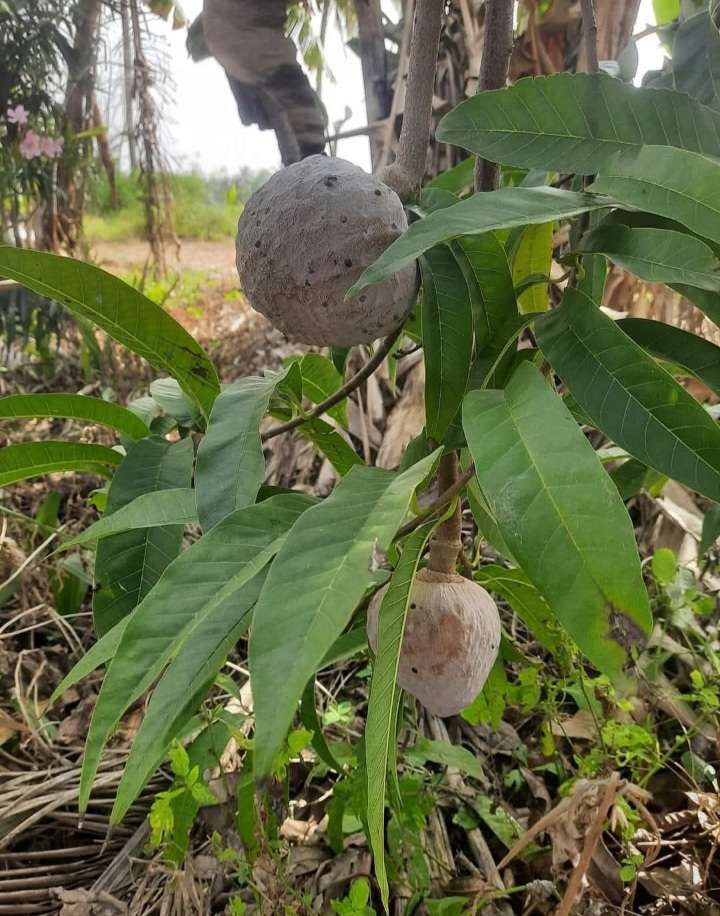 பறங்கி அன்னமுன்னா கன்றுகள்