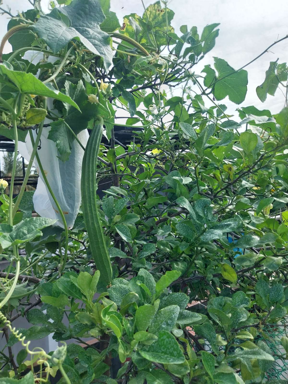Vegetable