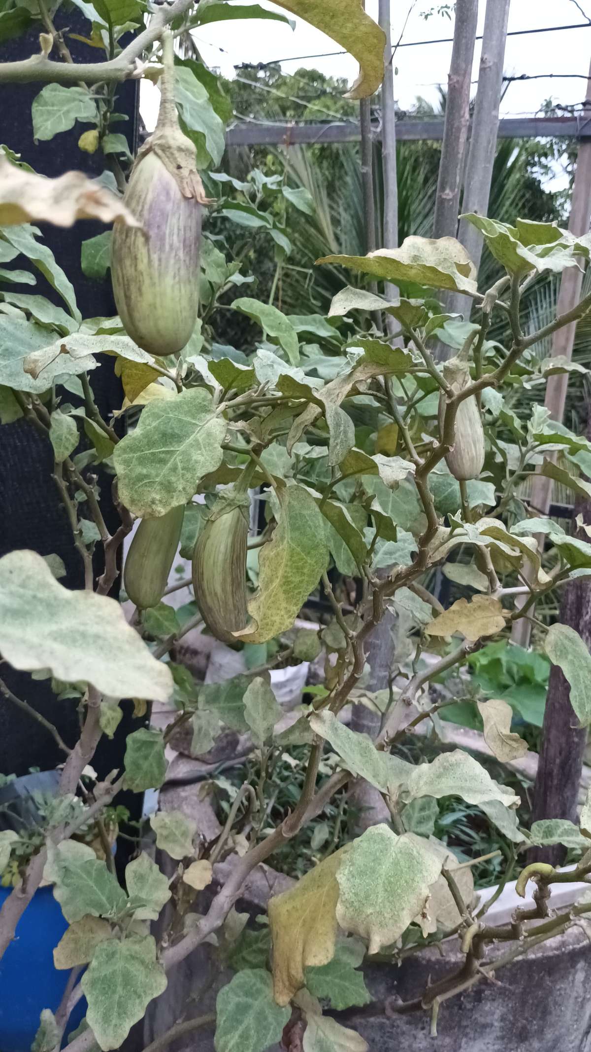 Brinjal — photo 1 of 2