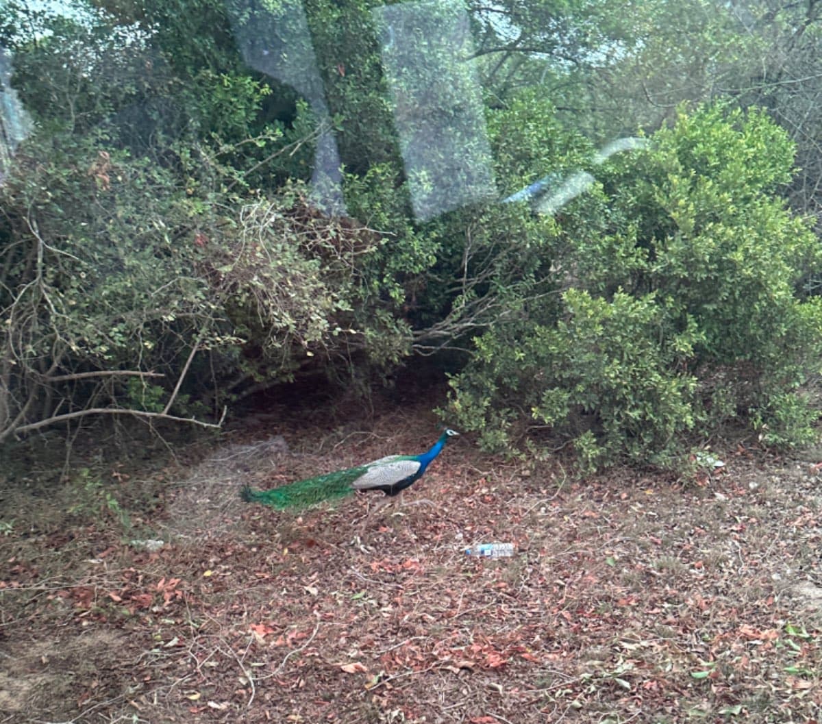 இயற்கையானவனத்தில் அழகிய மயில் Beautiful peacock in the natural forest